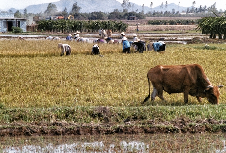 Rizières en plaine Campos de arroz en la llanura.