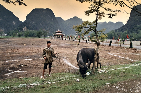 La campagne dans le nord El campo en el norte, pastor con su búfalo.
