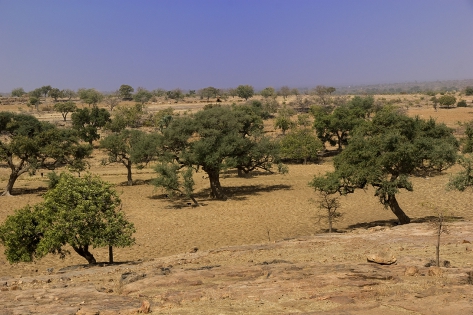 Djiguibombo La meseta del país Dogon es una región desértica donde se desarrolla poca vegetación.
